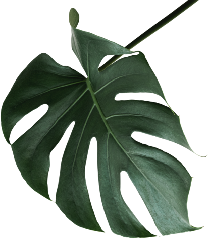 Leaf 6