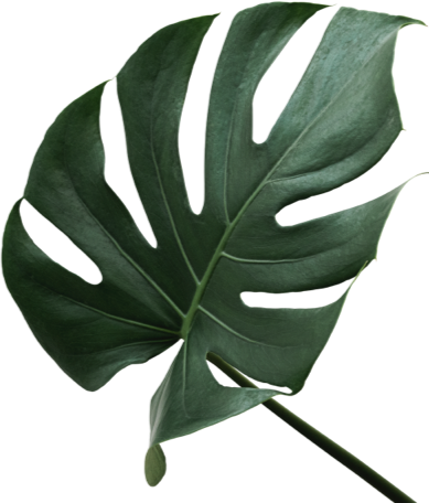 Leaf 2