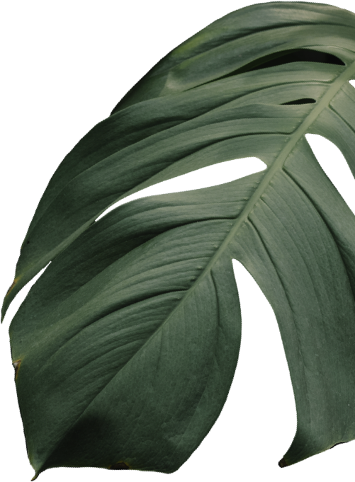 Leaf 5